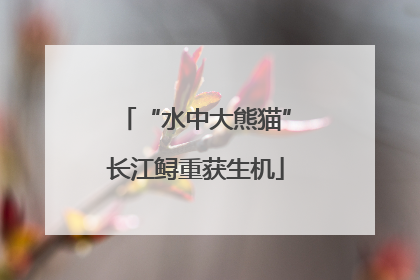 “水中大熊猫”长江鲟重获生机