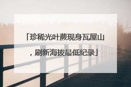 珍稀光叶蕨现身瓦屋山，刷新海拔最低纪录