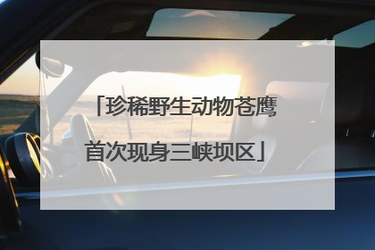 珍稀野生动物苍鹰首次现身三峡坝区