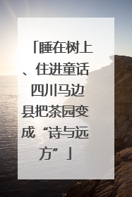 睡在树上、住进童话 四川马边县把茶园变成“诗与远方”