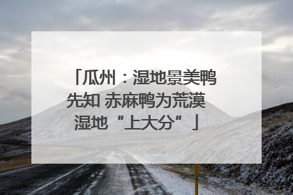 瓜州：湿地景美鸭先知 赤麻鸭为荒漠湿地“上大分”