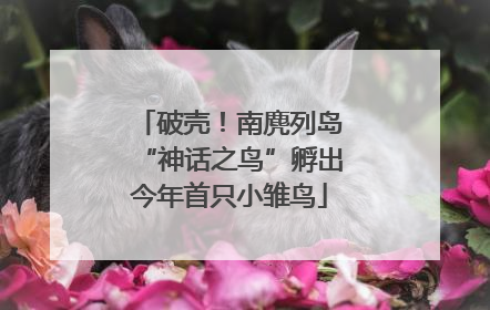 破壳！南麂列岛“神话之鸟”孵出今年首只小雏鸟