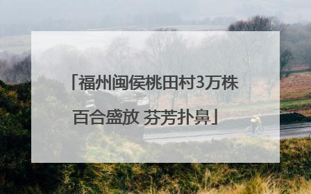 福州闽侯桃田村3万株百合盛放 芬芳扑鼻