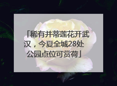 稀有并蒂莲花开武汉，今夏全城28处公园点位可赏荷