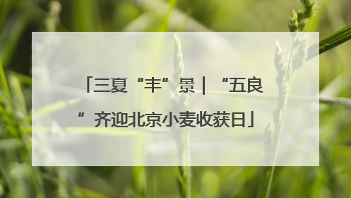 三夏“丰”景｜“五良”齐迎北京小麦收获日