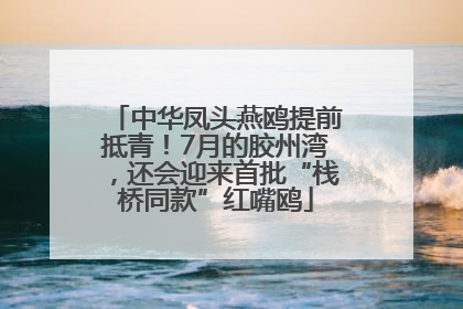 中华凤头燕鸥提前抵青！7月的胶州湾，还会迎来首批“栈桥同款”红嘴鸥