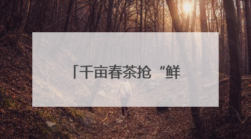 千亩春茶抢“鲜”上市！即墨鳌山卫茶旅融合绘就乡村振兴新图景