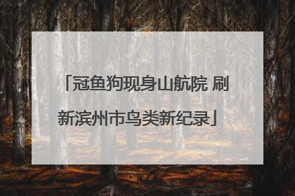 冠鱼狗现身山航院 刷新滨州市鸟类新纪录