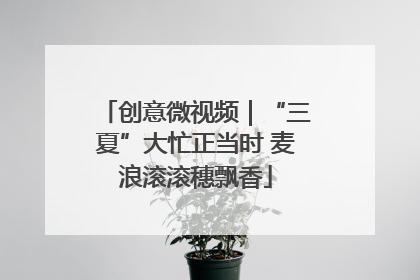创意微视频｜“三夏”大忙正当时 麦浪滚滚穗飘香