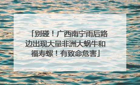别碰！广西南宁雨后路边出现大量非洲大蜗牛和福寿螺！有致命危害
