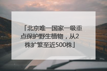 北京唯一国家一级重点保护野生植物，从2株扩繁至近500株