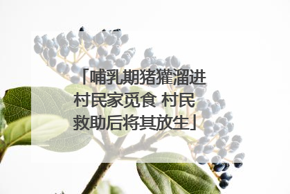哺乳期猪獾溜进村民家觅食 村民救助后将其放生
