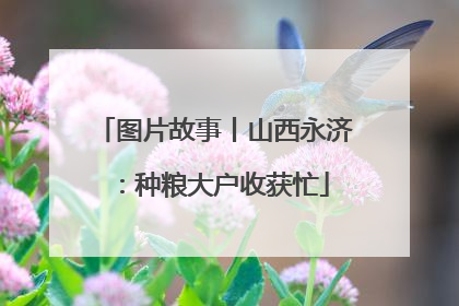 图片故事丨山西永济：种粮大户收获忙