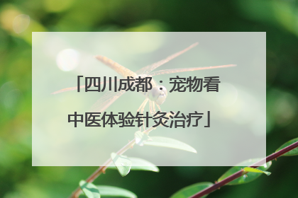 四川成都：宠物看中医体验针灸治疗