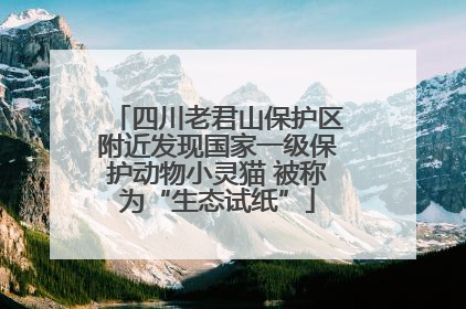 四川老君山保护区附近发现国家一级保护动物小灵猫 被称为“生态试纸”