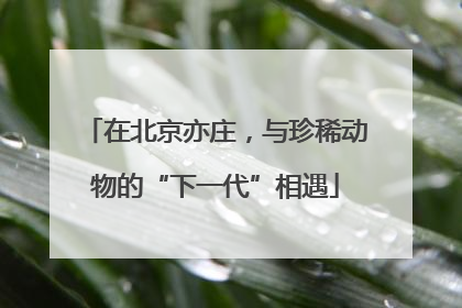在北京亦庄，与珍稀动物的“下一代”相遇