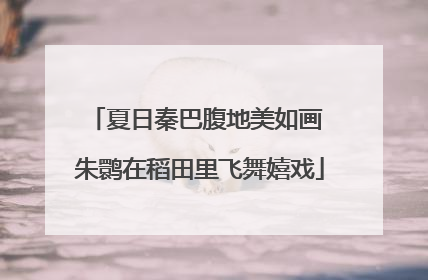 夏日秦巴腹地美如画 朱鹮在稻田里飞舞嬉戏