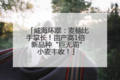 威海环翠：麦穗比手掌长！亩产高1倍 新品种“巨无霸”小麦丰收！