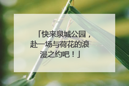 快来泉城公园，赴一场与荷花的浪漫之约吧！