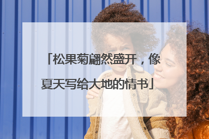松果菊翩然盛开，像夏天写给大地的情书