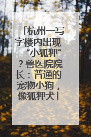杭州一写字楼内出现“小狐狸”？兽医院院长：普通的宠物小狗，像狐狸犬