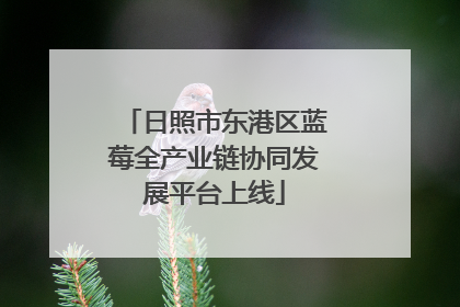 日照市东港区蓝莓全产业链协同发展平台上线