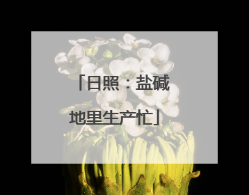日照：盐碱地里生产忙