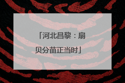 河北昌黎：扇贝分苗正当时