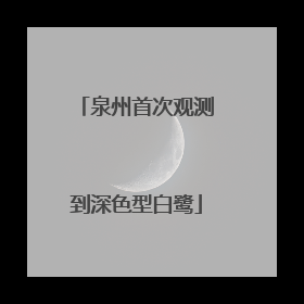 泉州首次观测到深色型白鹭