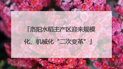 洛阳水稻主产区迎来规模化、机械化“二次变革”