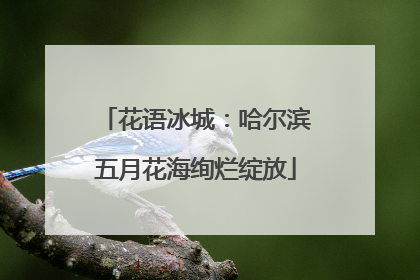花语冰城：哈尔滨五月花海绚烂绽放