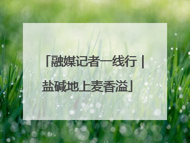 融媒记者一线行｜盐碱地上麦香溢