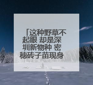 这种野草不起眼 却是深圳新物种 密穗砖子苗现身光明，近年来深圳物种名录不断刷新