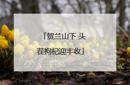 贺兰山下 头茬枸杞迎丰收