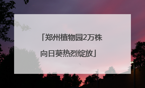 郑州植物园2万株向日葵热烈绽放