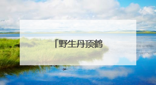 野生丹顶鹤“带娃”忙