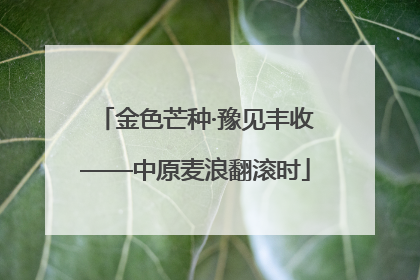 金色芒种·豫见丰收——中原麦浪翻滚时