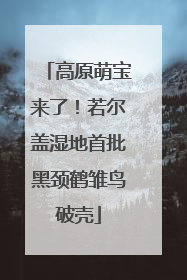 高原萌宝来了！若尔盖湿地首批黑颈鹤雏鸟破壳