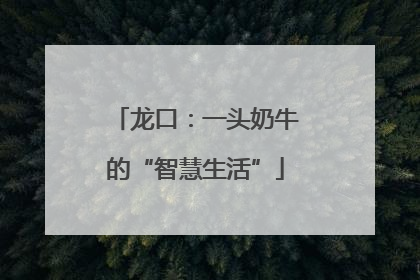 龙口：一头奶牛的“智慧生活”